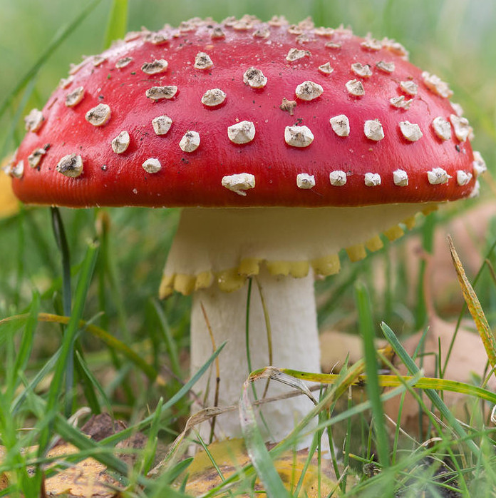 Amanita muscaria