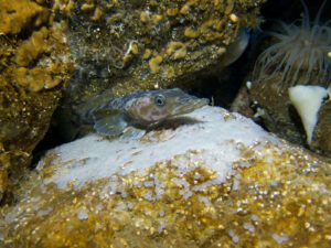 southern ocean fish species - Antarctic dragonfish