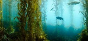 kelp forest animals and plants