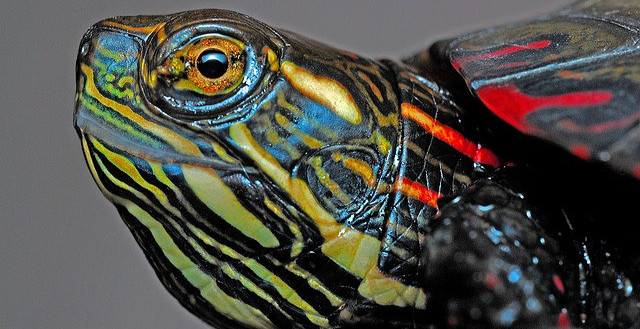 Painted Turtle