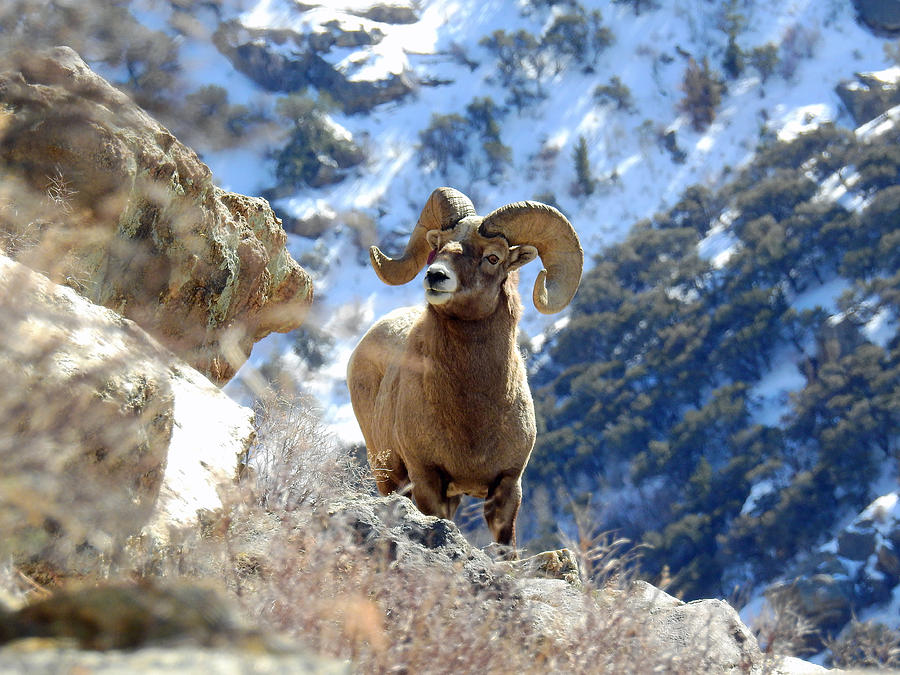 Bighorn sheep