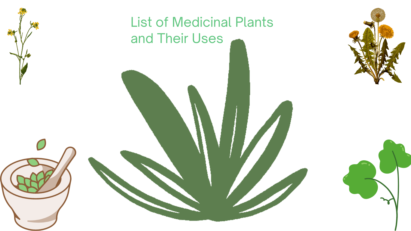 List Of Medicinal Plants And Their Uses 5 Incredible Plants To Have 