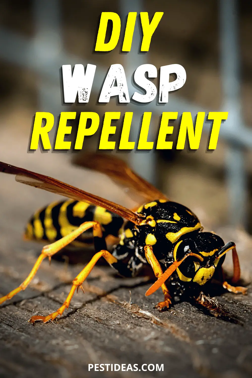 Home Remedy Wasp Repellent