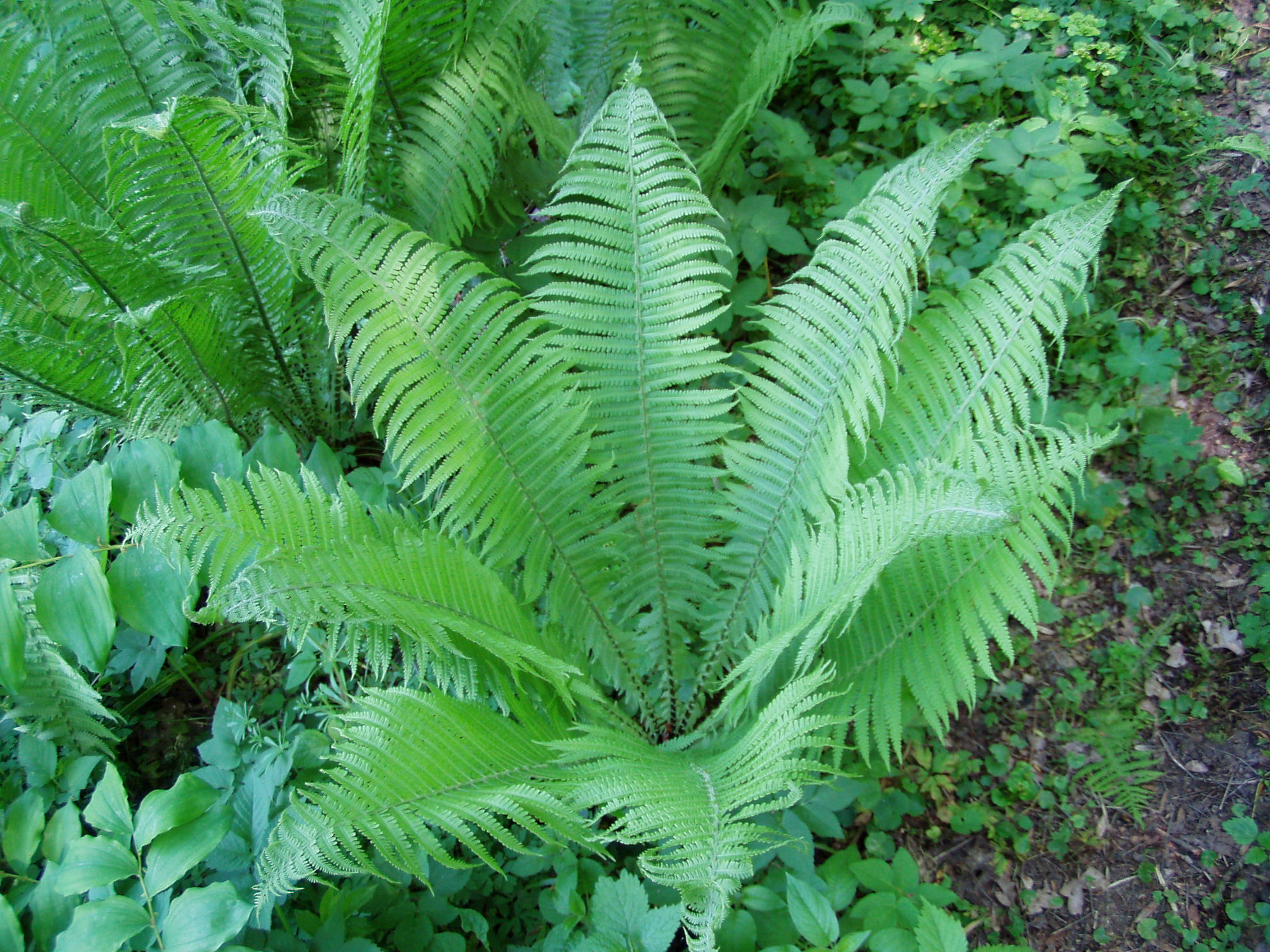 Ostrich Fern