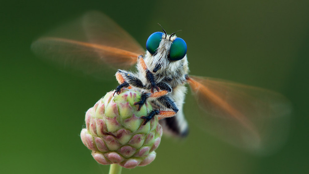 Macro Image - Focus Stacking