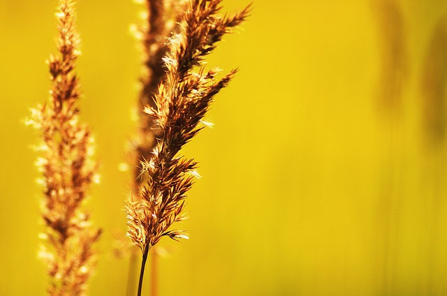 What is Nature Macro Photography - Nature Photo of grass