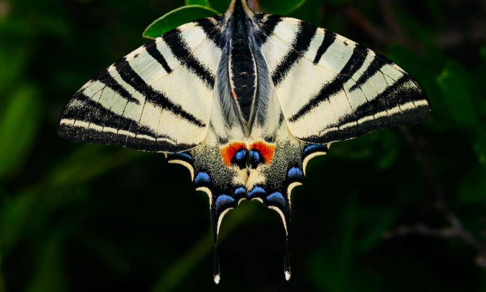 Macro photo of a butterfly in natural light