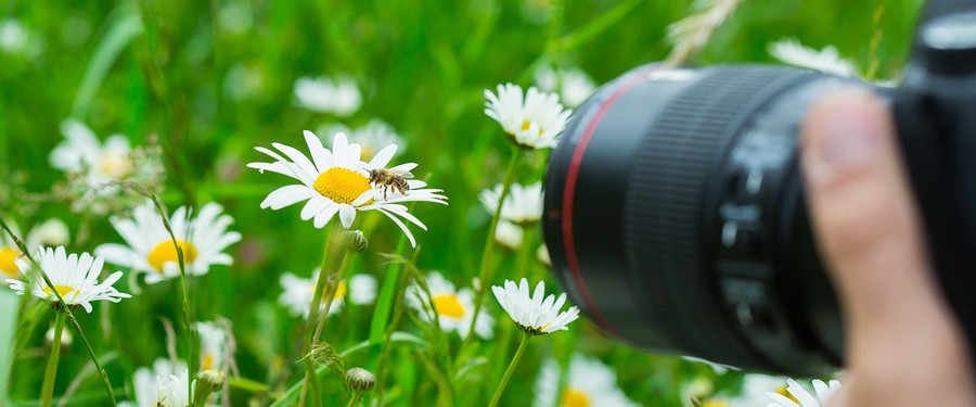 Macro photo of a nature macro photographer