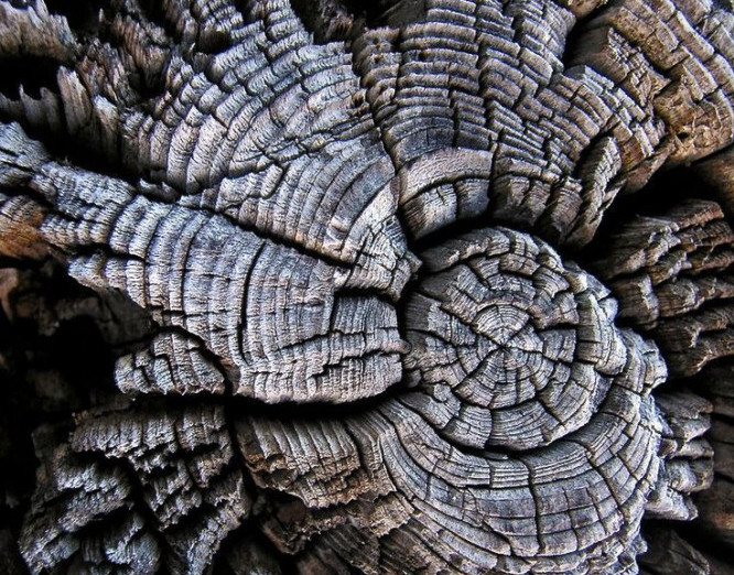 Macro photo of weathered wooden fence post