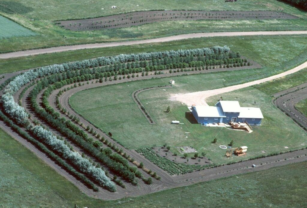 Best Trees for Windbreak Protecting your Property from Wind Damage