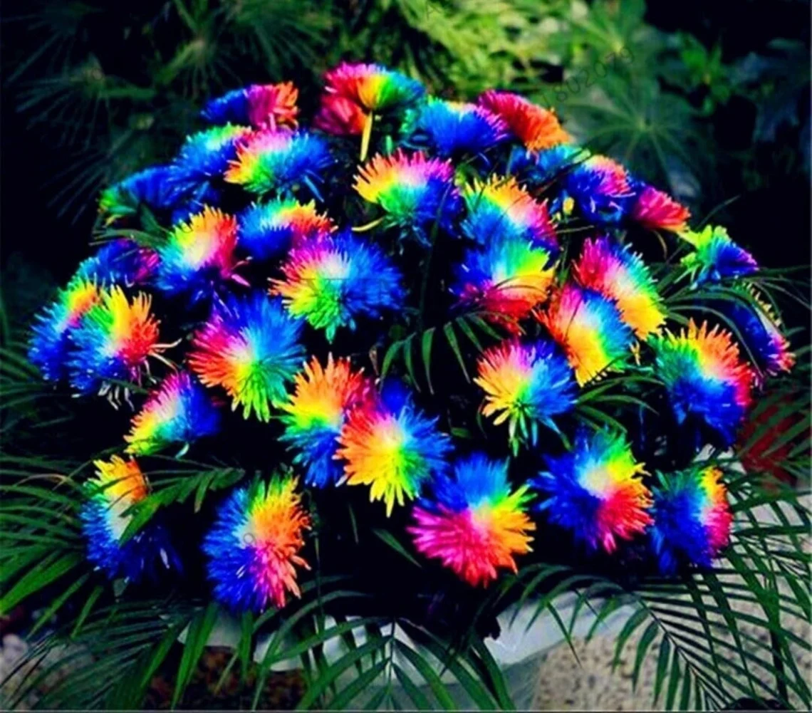 rainbow chrysanthemums