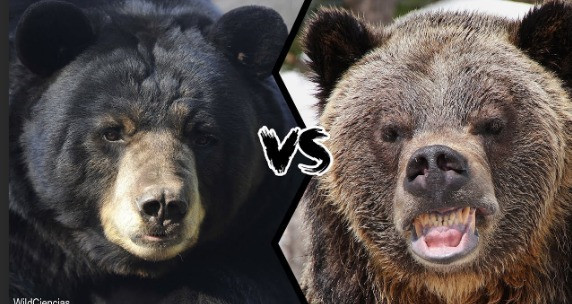 What's the difference between a black bear and brown bear