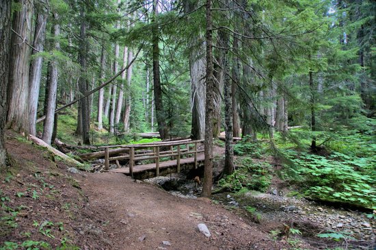 Ancient Cedars Trail