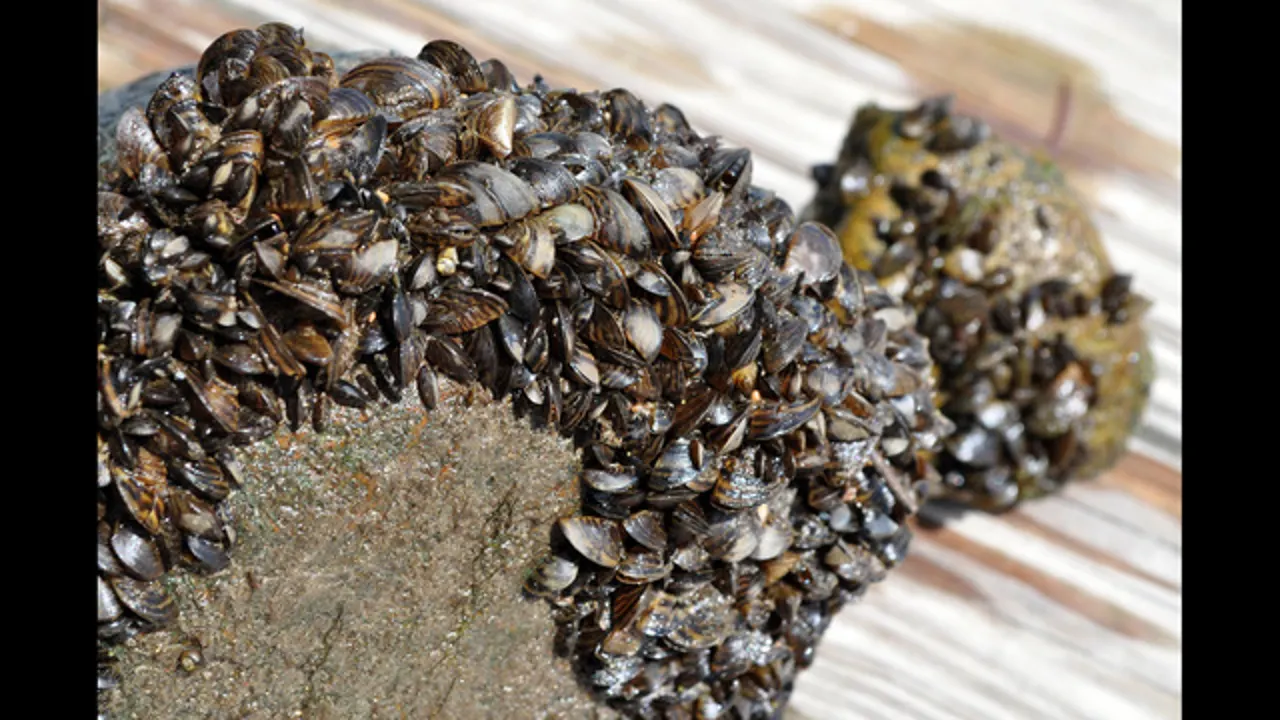 zebra mussels