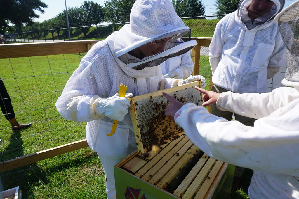 An introduction to Beekeeping