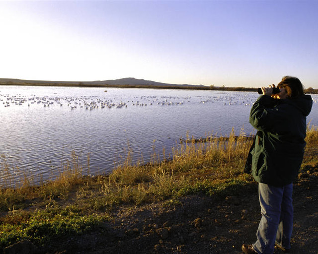 recording and reporting bird sightings