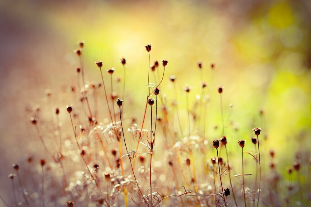 deadheading plants