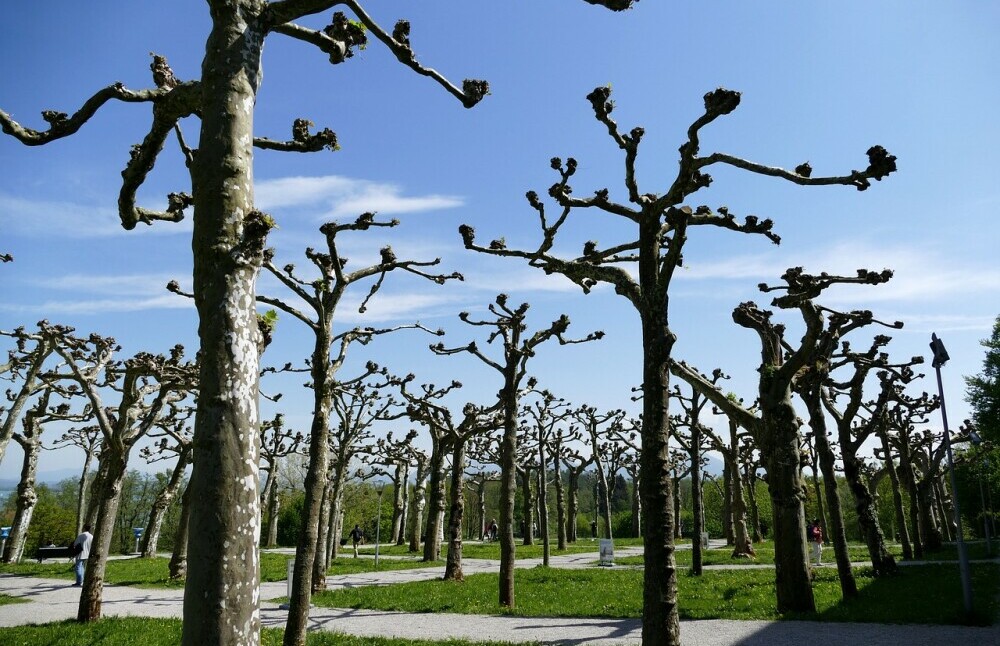 Pruning Orchard Trees