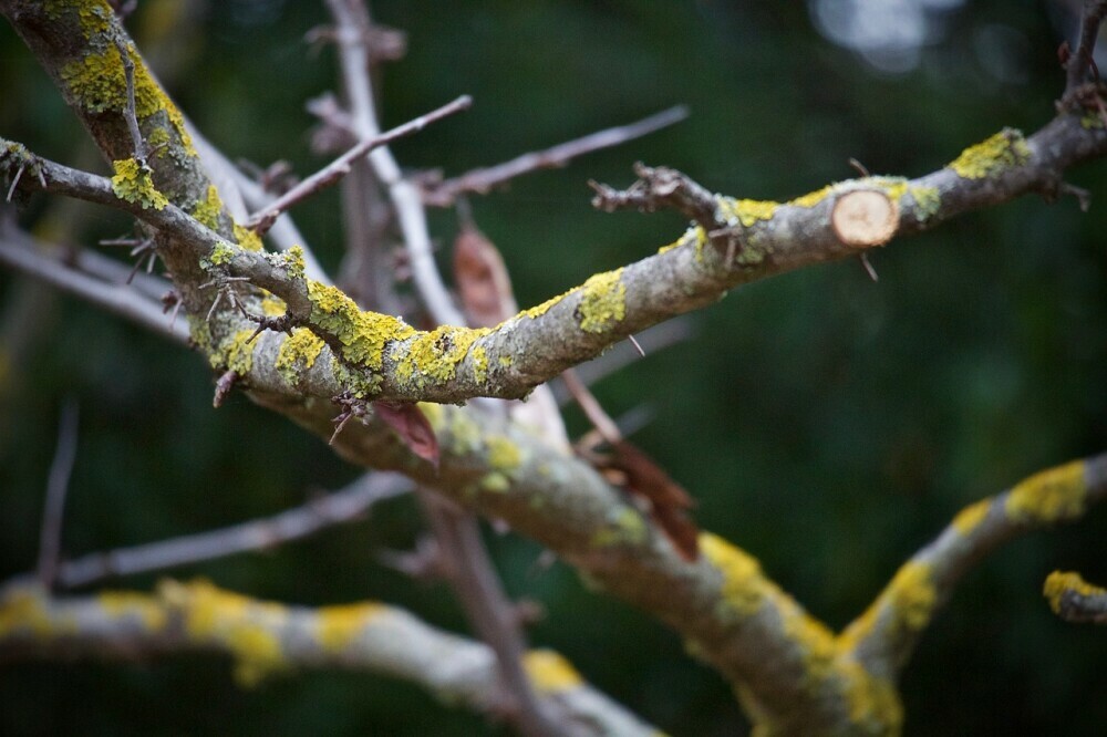 Remove dead, diseased, and old branches.