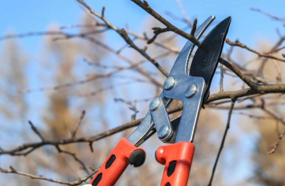 Seasonal Pruning with Shears