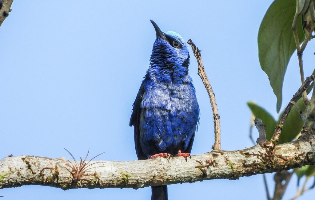Hawaiian Honeycreeper