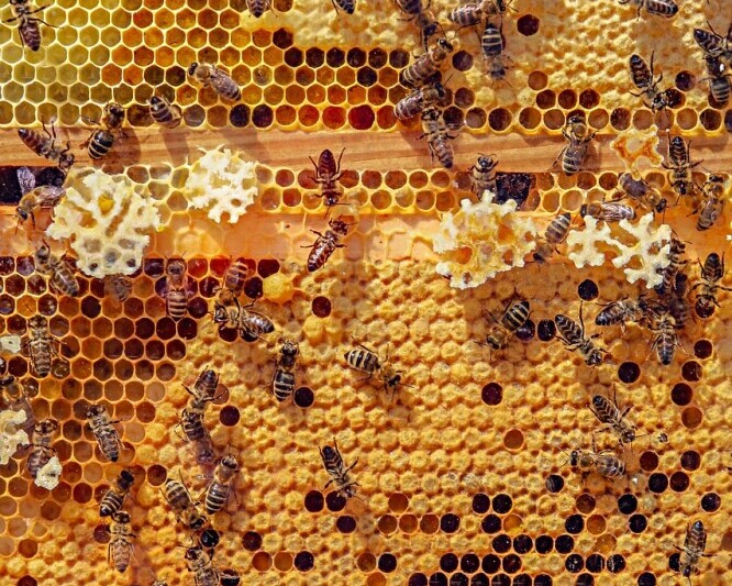 harvesting honey