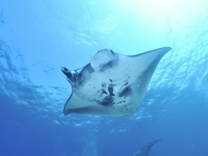 mobula sting ray